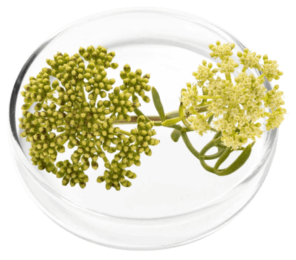 DigestiStart Ingredients